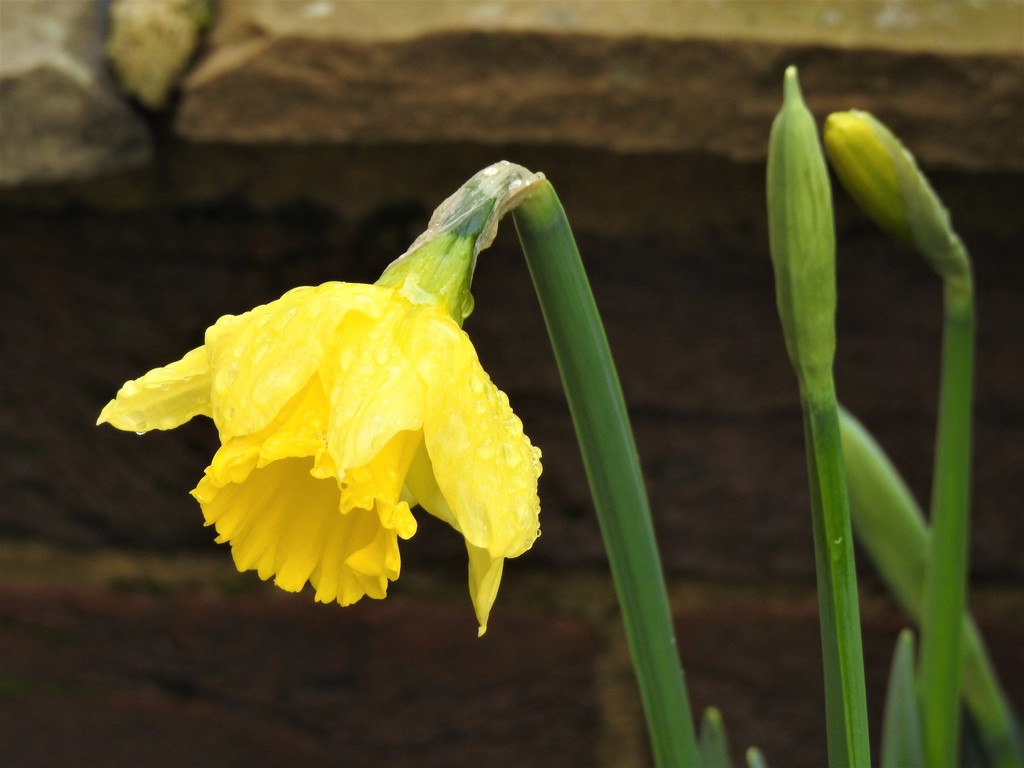 The First Daffodil (in the garden) by susiemc