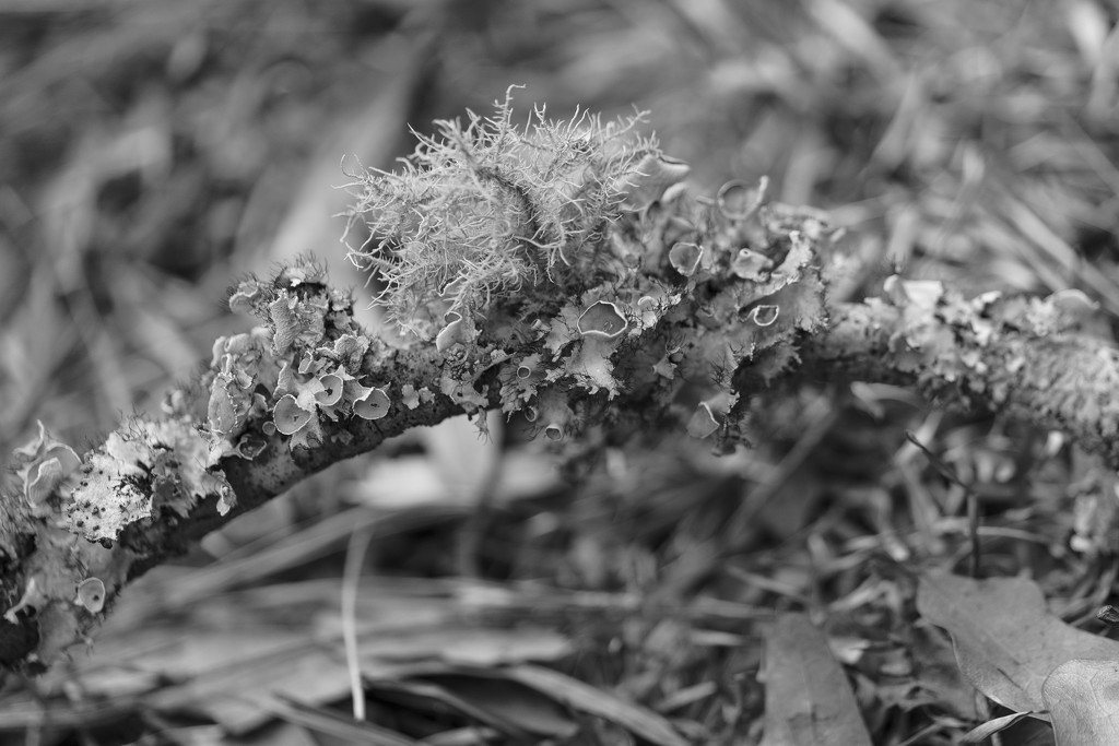Lichen by kvphoto