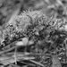 Lichen by kvphoto