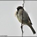 Sparrow by rosiekind