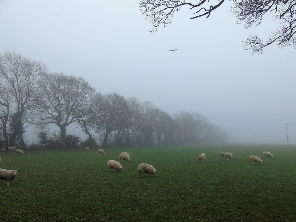 Misty Sheepz and Kite by bulldog