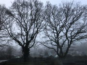 4th Feb 2021 - Misty morning of mystery