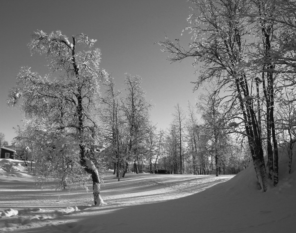 Sunshine on snow, for flash of red February by busylady