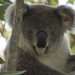 full frontal by koalagardens