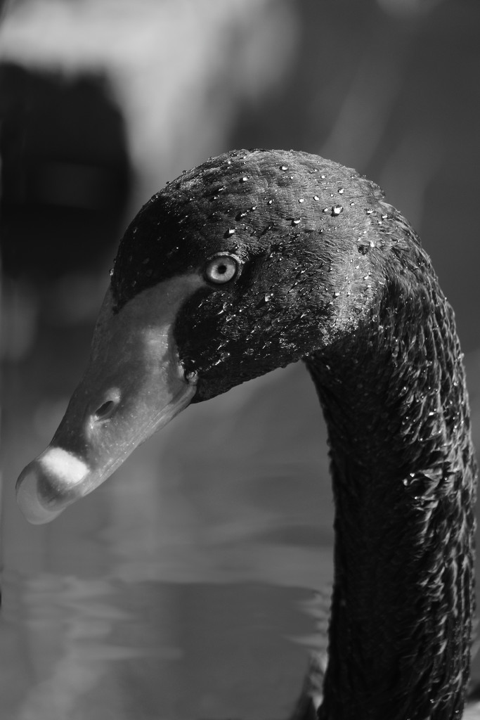 Black swan by elza