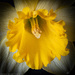 Daffodils are Difficult by jqf