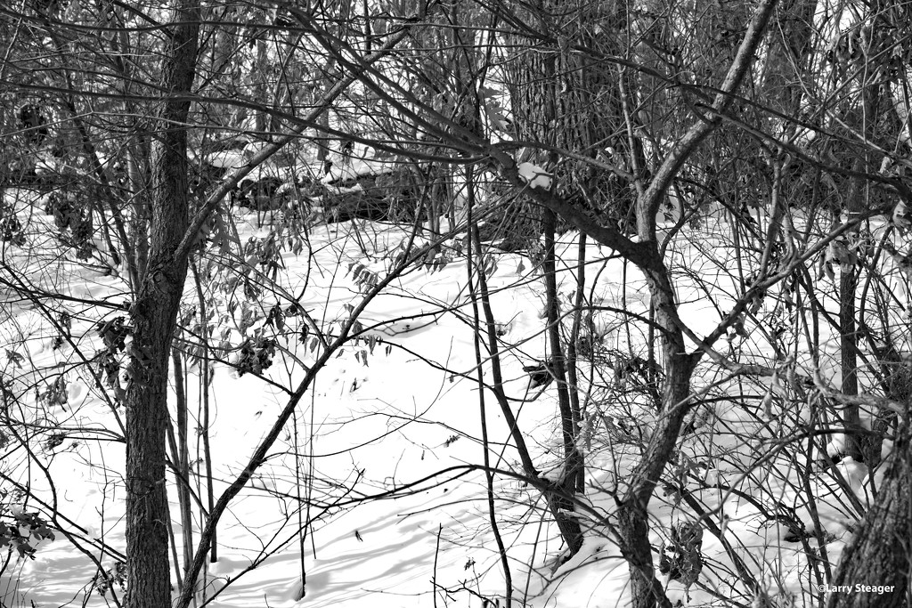 Snowy woods by larrysphotos