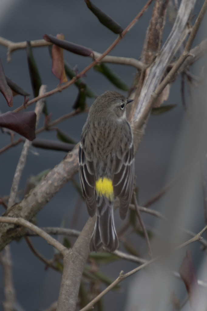 Yellow-Rumped Warbler by timerskine