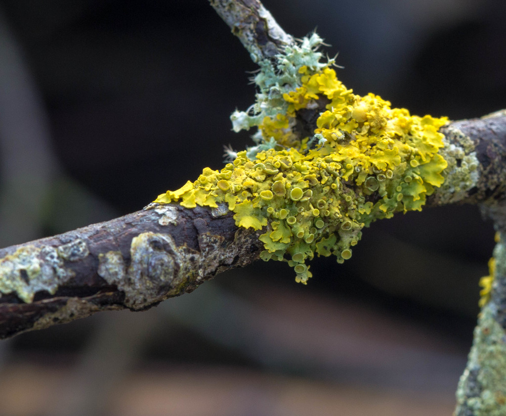 lichen by jantan