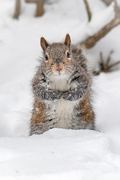 5th Feb 2021 - Excuse me, but have  you noticed the peanut feeder is empty?