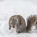 Do you think I can make a snow squirrel?  by jyokota