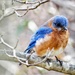 My Bluebird Phase by khawbecker