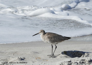 5th Feb 2021 - Willet on the Beach