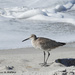 Willet on the Beach by falcon11