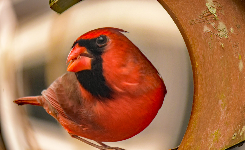 Fisheye Cardinal! by rickster549