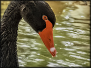 6th Feb 2021 - Black Swans 