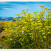 Fennel with a view... by julzmaioro