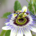 passionfruit flower by ulla