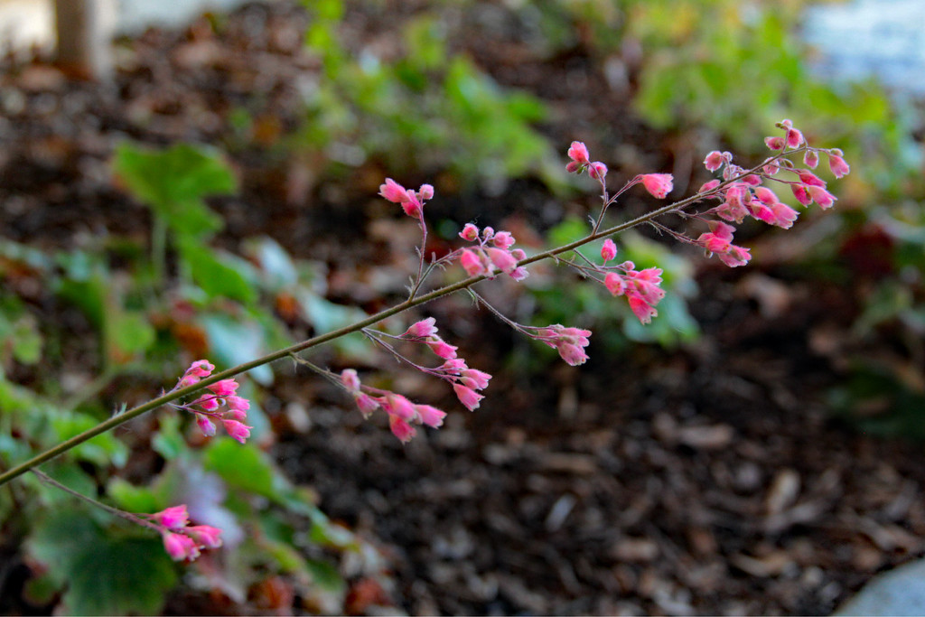 Coral Bells by jaybutterfield