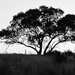 My favourite tree by nicolecampbell