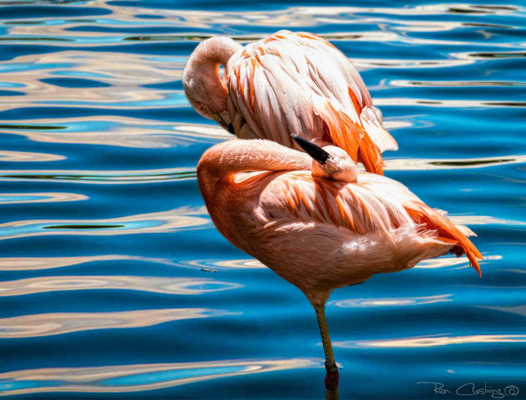 Flamingo Friday '21 01 by stray_shooter