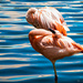 Flamingo Friday '21 01