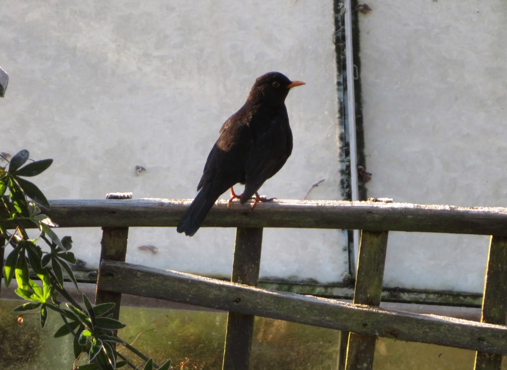 Blackbird on a frosty perch by lellie