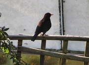 8th Jan 2021 - Blackbird on a frosty perch