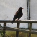 Blackbird on a frosty perch by lellie