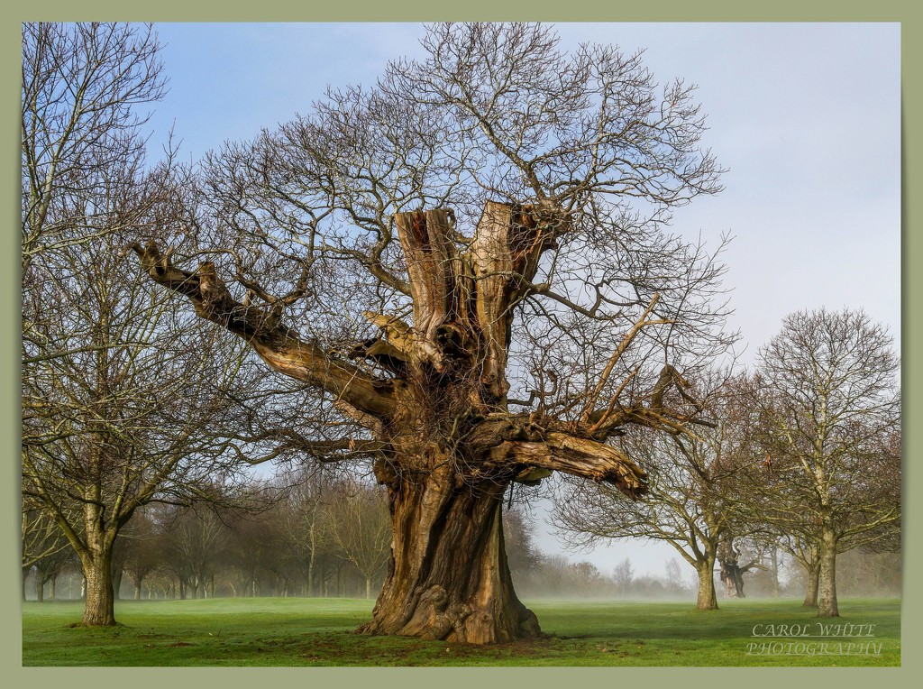 Old Tree by carolmw