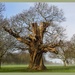 Old Tree by carolmw