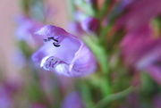 6th Feb 2021 - Purple flower