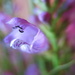 Purple flower by lmsa