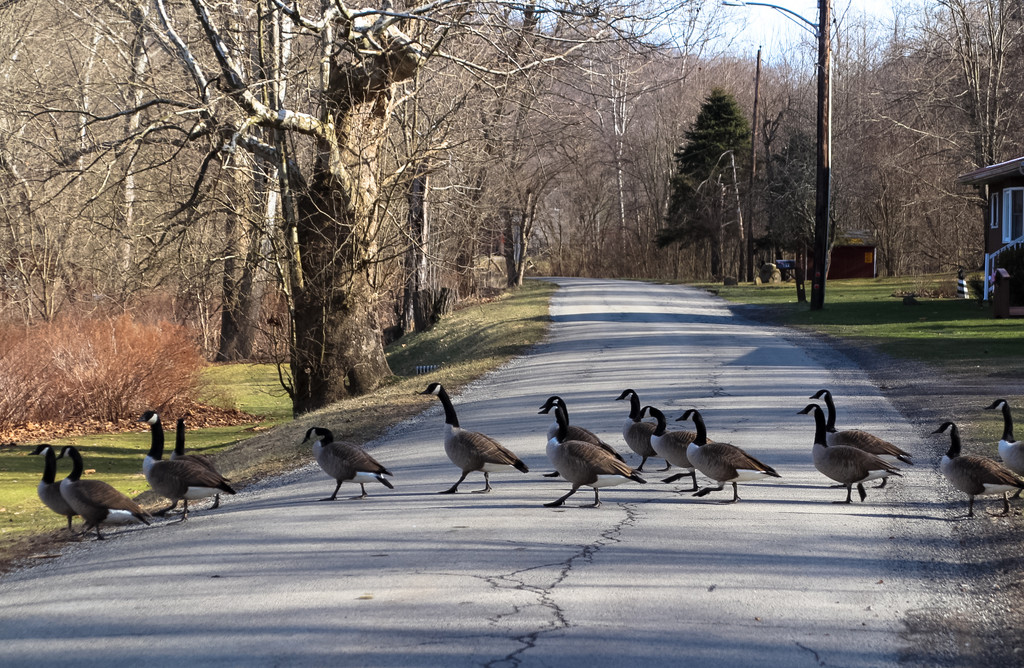 Geese crossing the road by mittens