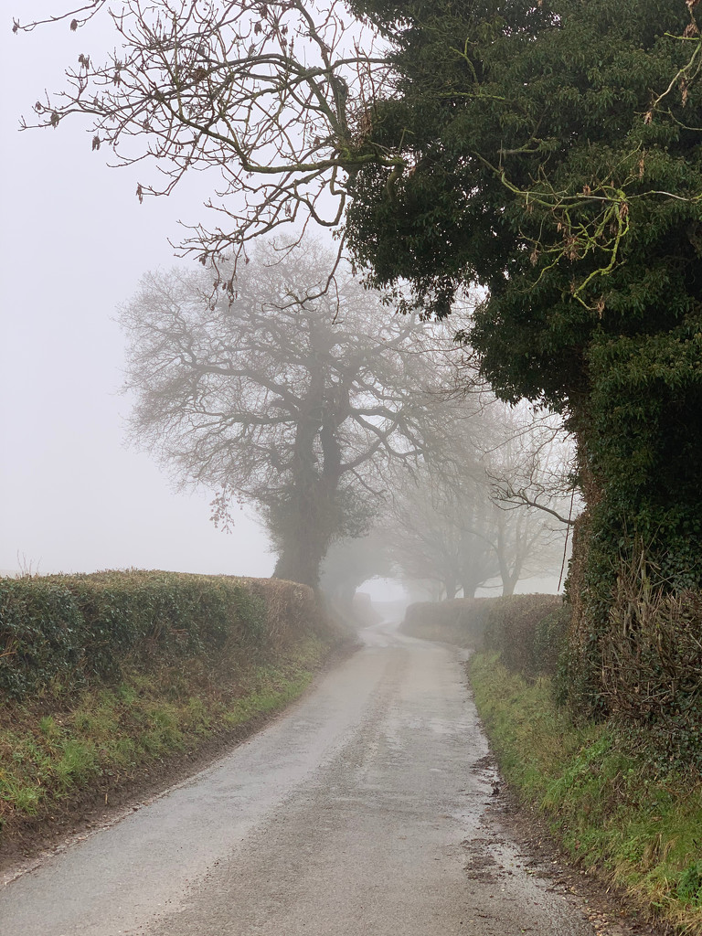Foggy walk this morning by 365projectmaxine