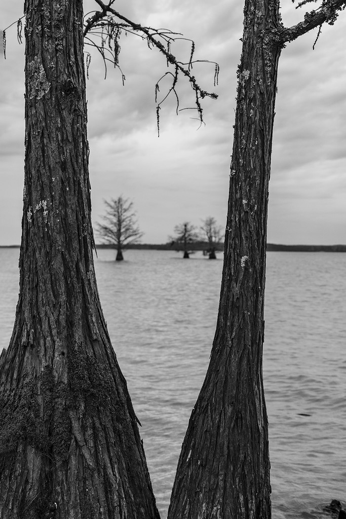 Cypress Trees by k9photo