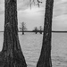 Cypress Trees by k9photo