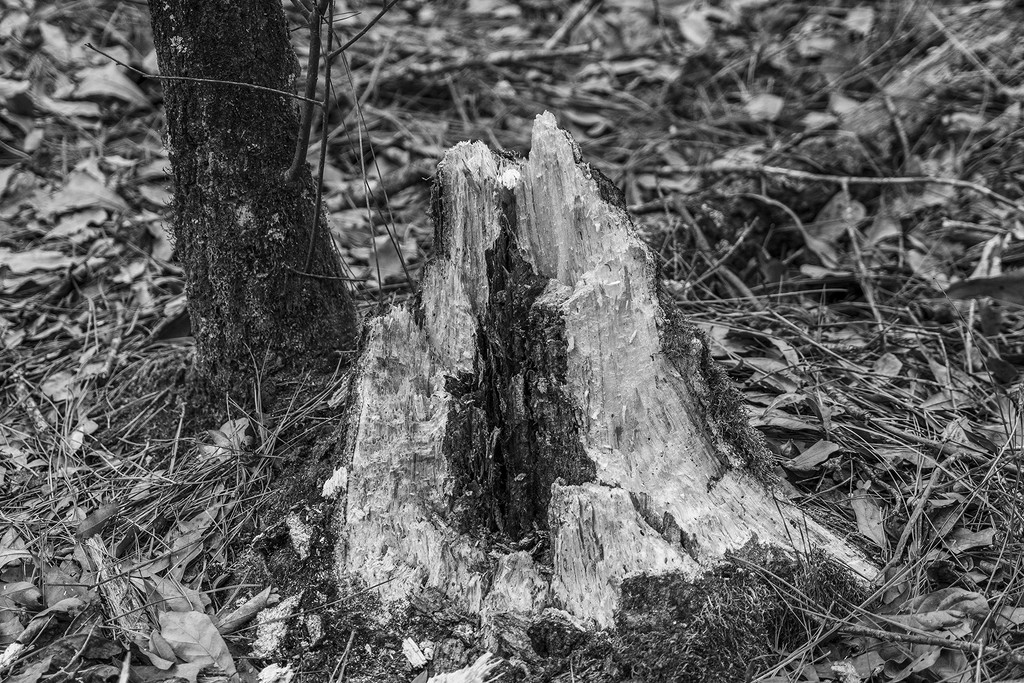Stump by k9photo