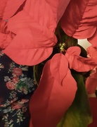5th Feb 2021 - A Floral scarf and Poinsettia 