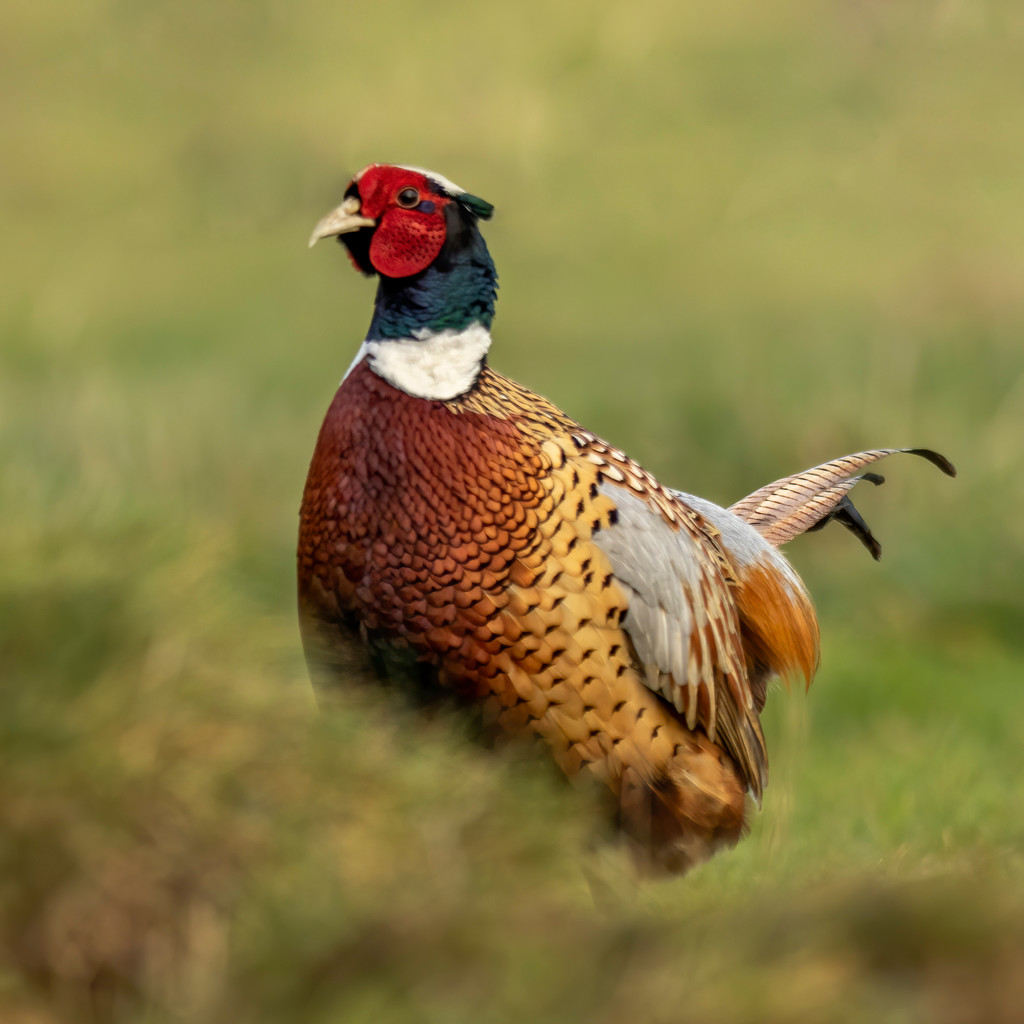 Male Pheasant by shepherdmanswife