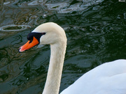 6th Feb 2021 - White swan