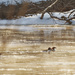 common mergansers by rminer
