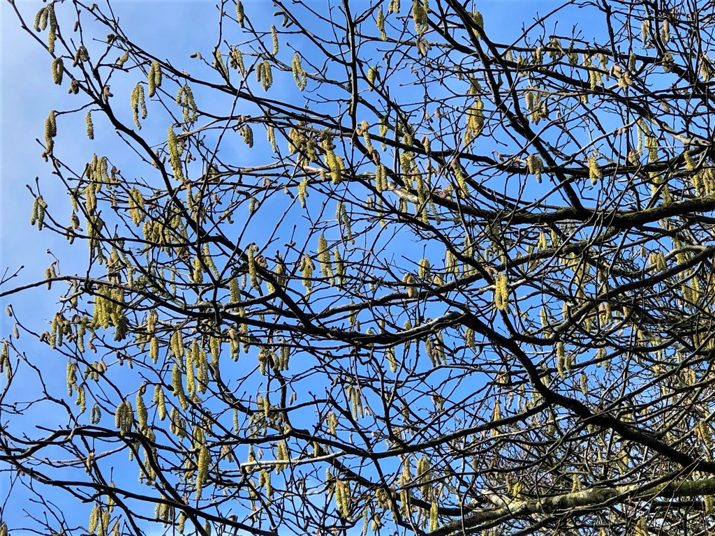  Catkins and Blue Sky  by susiemc