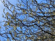6th Feb 2021 -  Catkins and Blue Sky 