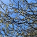  Catkins and Blue Sky  by susiemc