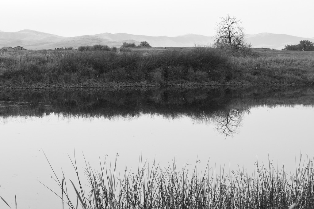 FOR2021 - Local Pond by bjywamer