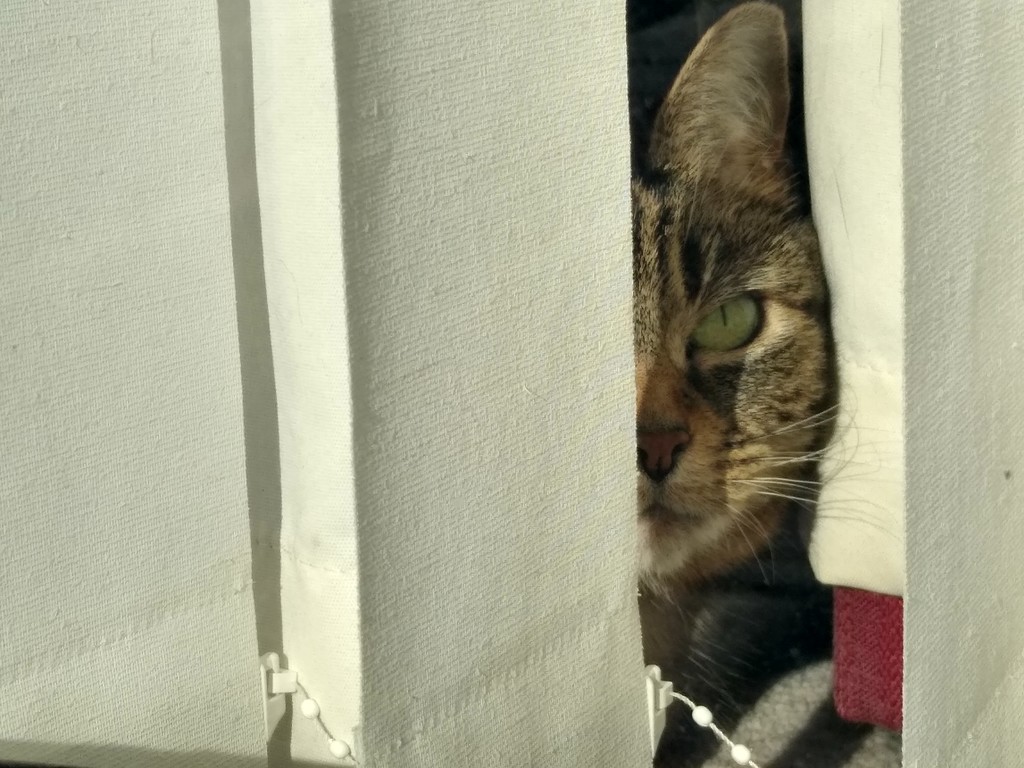 Cat Guarding From Warmest Spot Indoors  by 30pics4jackiesdiamond