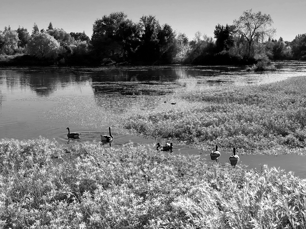 Water fowl on William Pond by shutterbug49