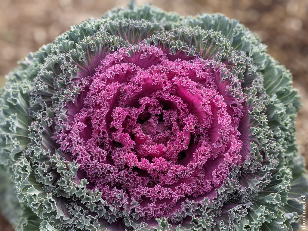 Ornamental Cabbage by rhoing