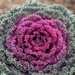 Ornamental Cabbage by rhoing